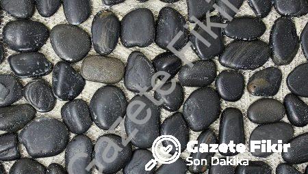 Kwijibo: Büyük Burunlu Aptalların Gizli Hayatı!