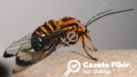Morfolojik Analiz: Kelimelerin Gizli Dünyası!