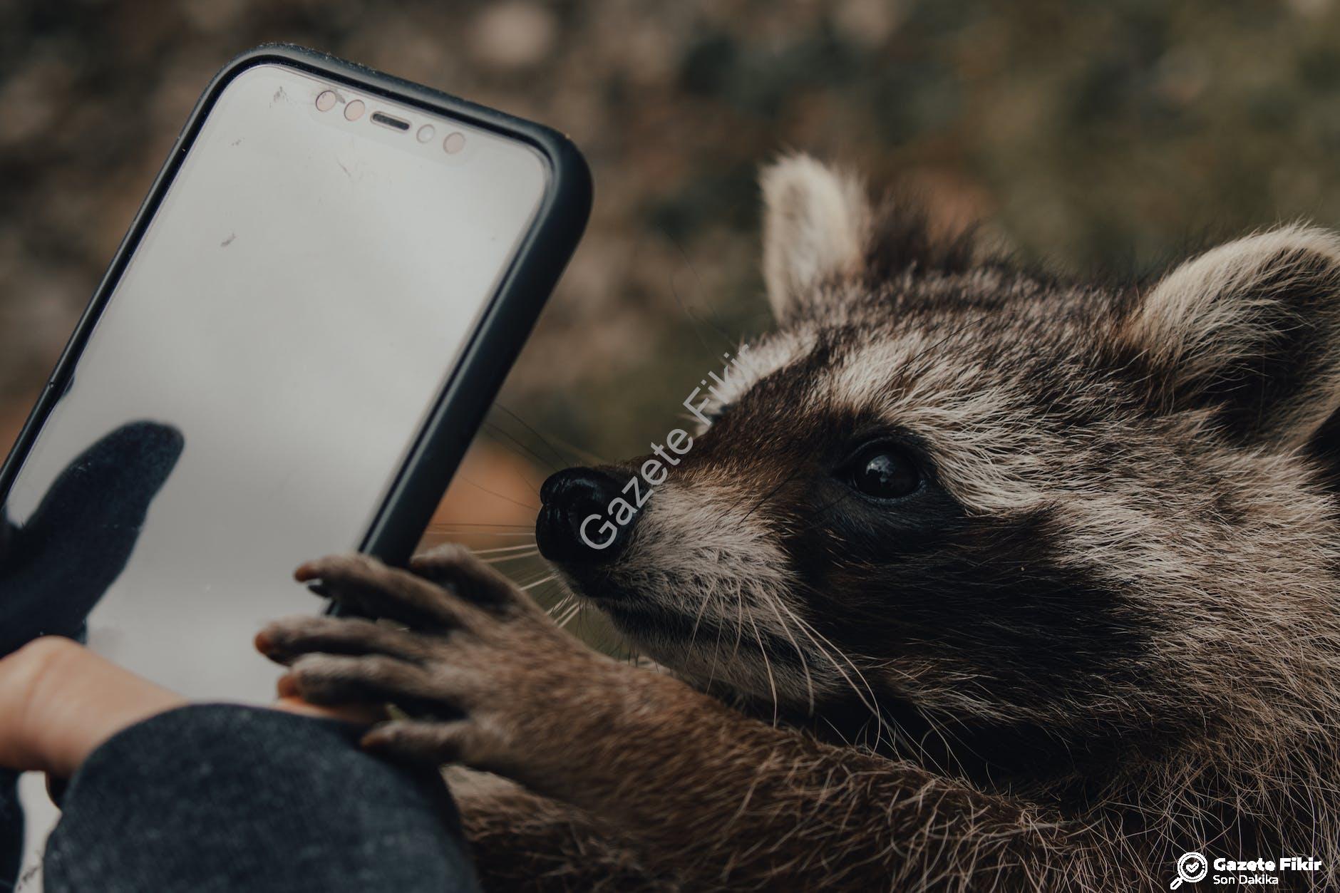 Cep Telefonu Yedek Parça Alırken Nelere Dikkat Etmelisiniz?