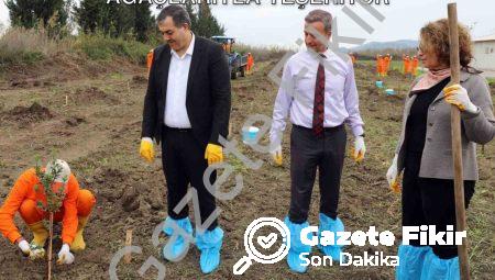 Dalaman Ceza İnfaz Kurumu Arazisi Sakız Ağaçlarıyla Yeşeriyor