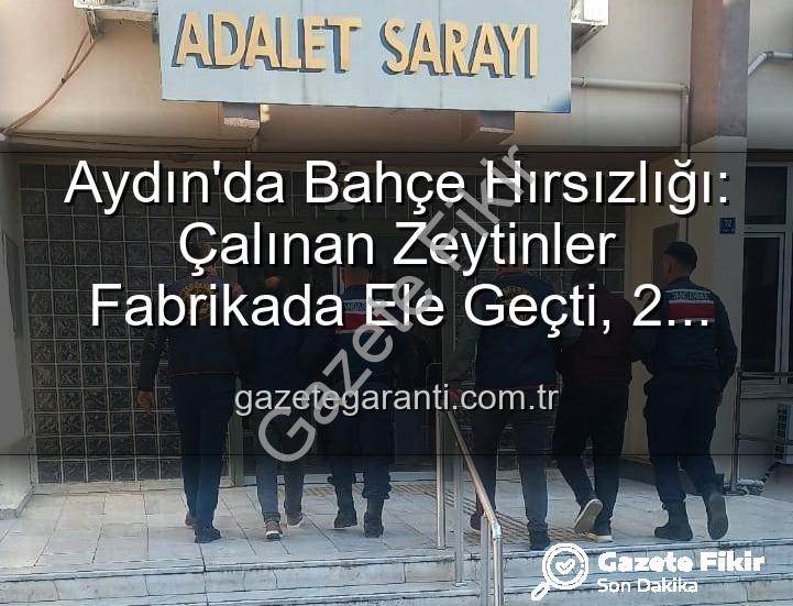 zeytin hırsızlığı - Aydın'da Zeytin Hırsızlığı Şoku: Bahçeden Çalınan 400 Kg Ürün Fabrikada Ele Geçirildi!