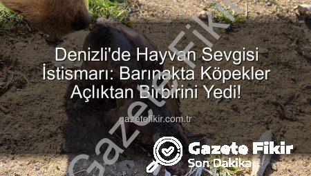Denizli’de Hayvan Sevgisi İstismarı: Barınakta Köpekler Açlıktan Birbirini Yedi!