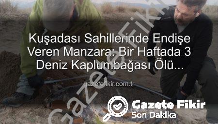 Kuşadası Sahillerinde Endişe Veren Manzara: Bir Haftada 3 Deniz Kaplumbağası Ölü Bulundu