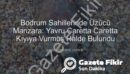 Bodrum Sahillerinde Acı Görüntü: Yavru Caretta Caretta Hayatını Kaybetti