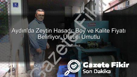 Aydın’da Zeytin Hasadı: Boy ve Kalite Fiyatı Belirliyor, Üretici Umutlu