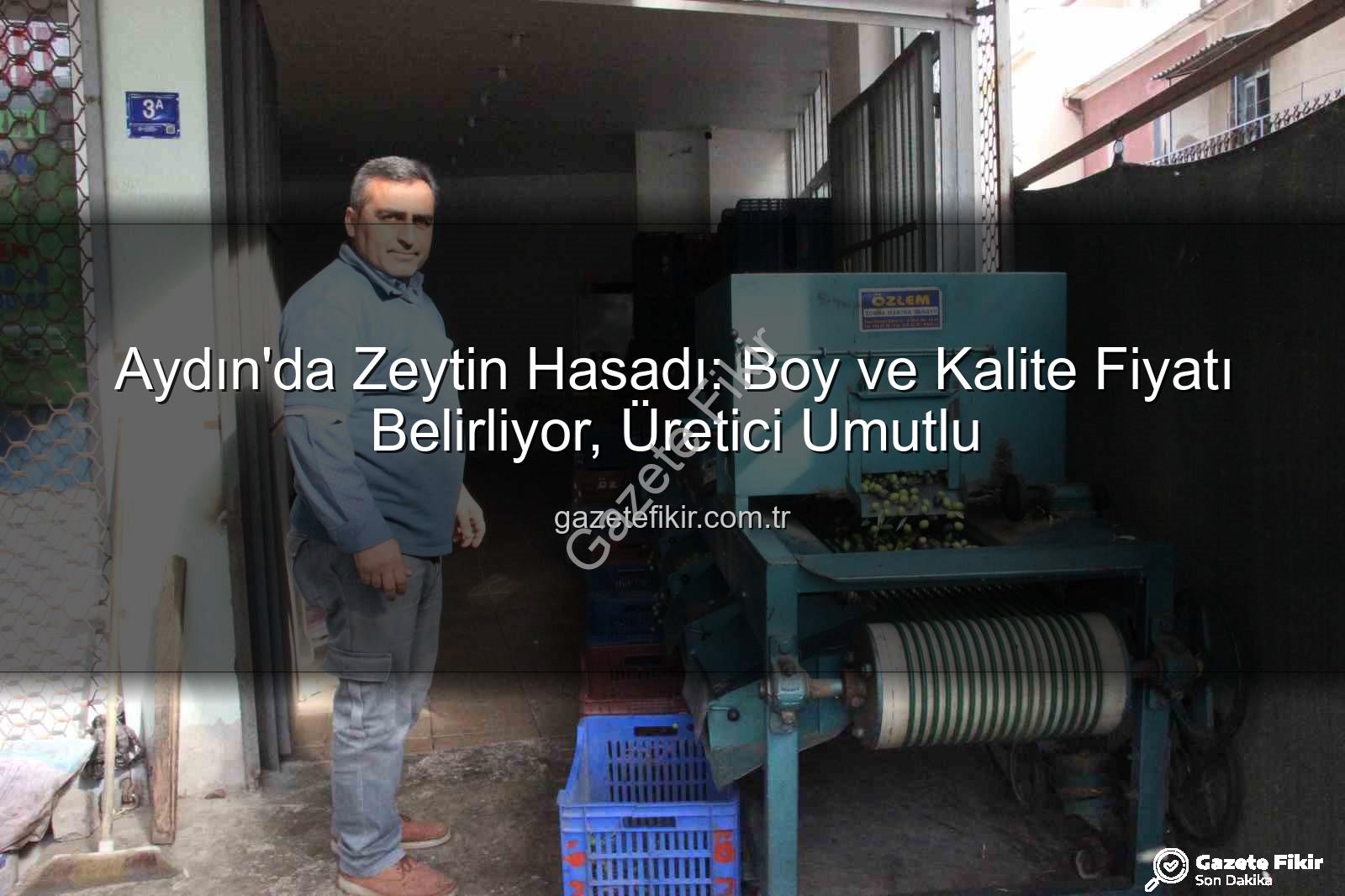 Aydın zeytin hasadı - Aydın'da Zeytin Hasadı: Boy ve Kalite Fiyatı Belirliyor, Üretici Umutlu