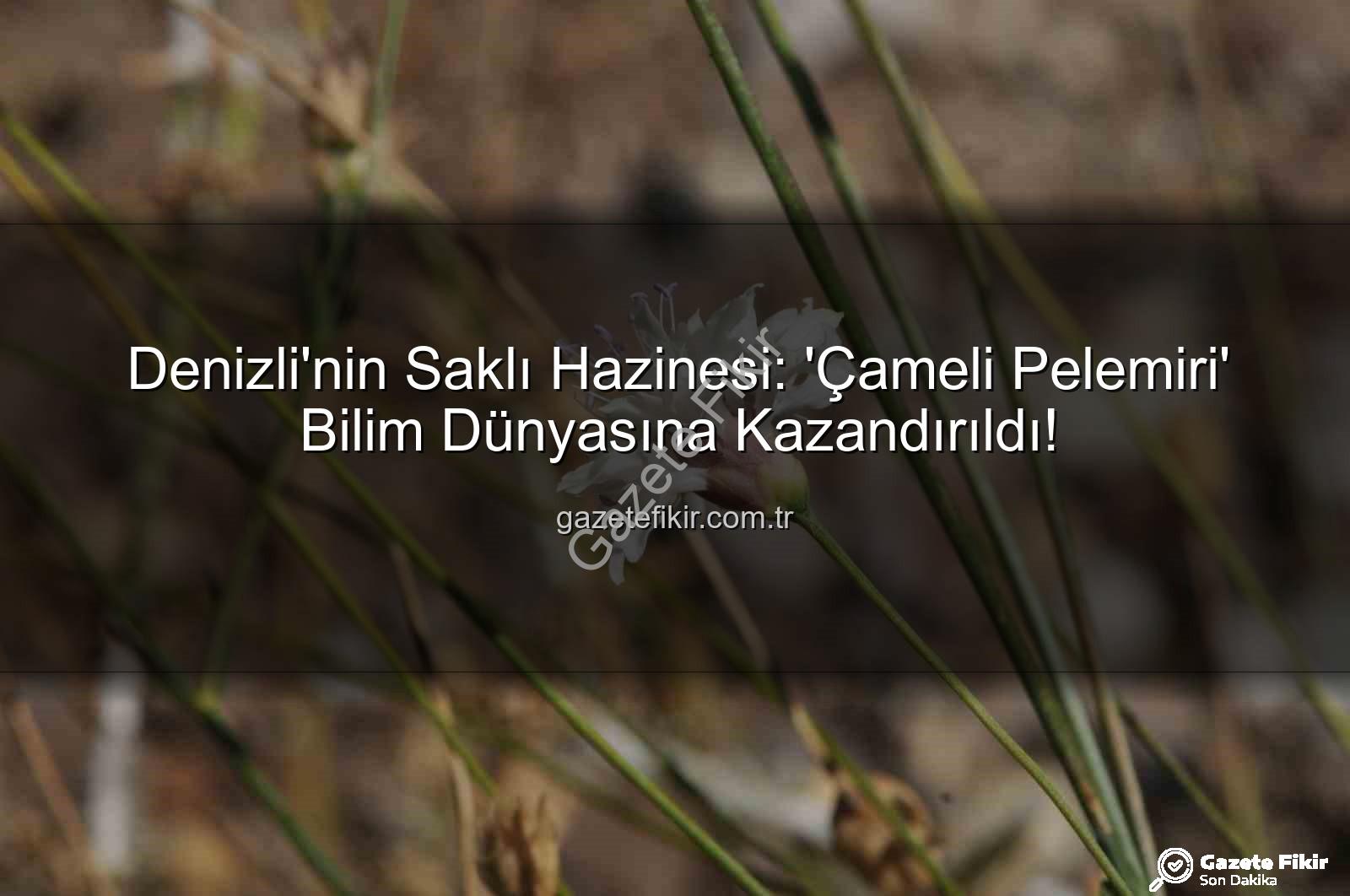 Çameli pelemiri - Denizli'nin Saklı Hazinesi: 'Çameli Pelemiri' Bilim Dünyasına Kazandırıldı!