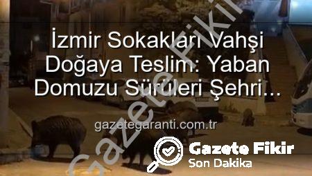 İzmir’in Sokakları Yaban Domuzu Sürüleriyle Doldu: Kentte Doğal Yaşam Panik Dalgaları Yaratıyor