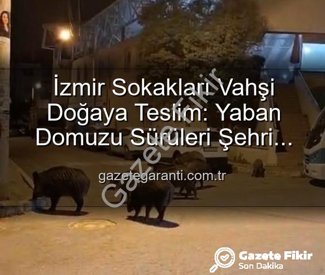 yaban domuzu - İzmir'in Sokakları Yaban Domuzu Sürüleriyle Doldu: Kentte Doğal Yaşam Panik Dalgaları Yaratıyor